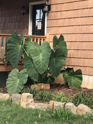 Colocasia