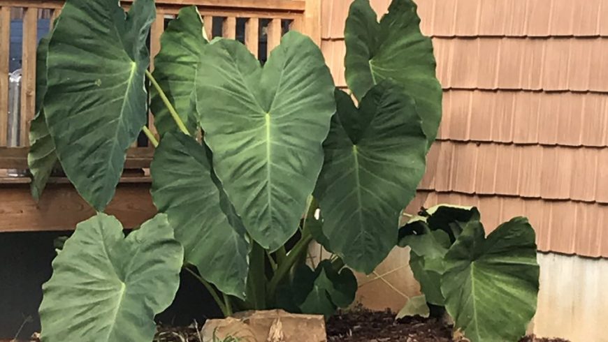 Colocasia